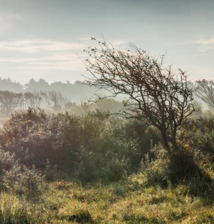 Mistig duinlandschap