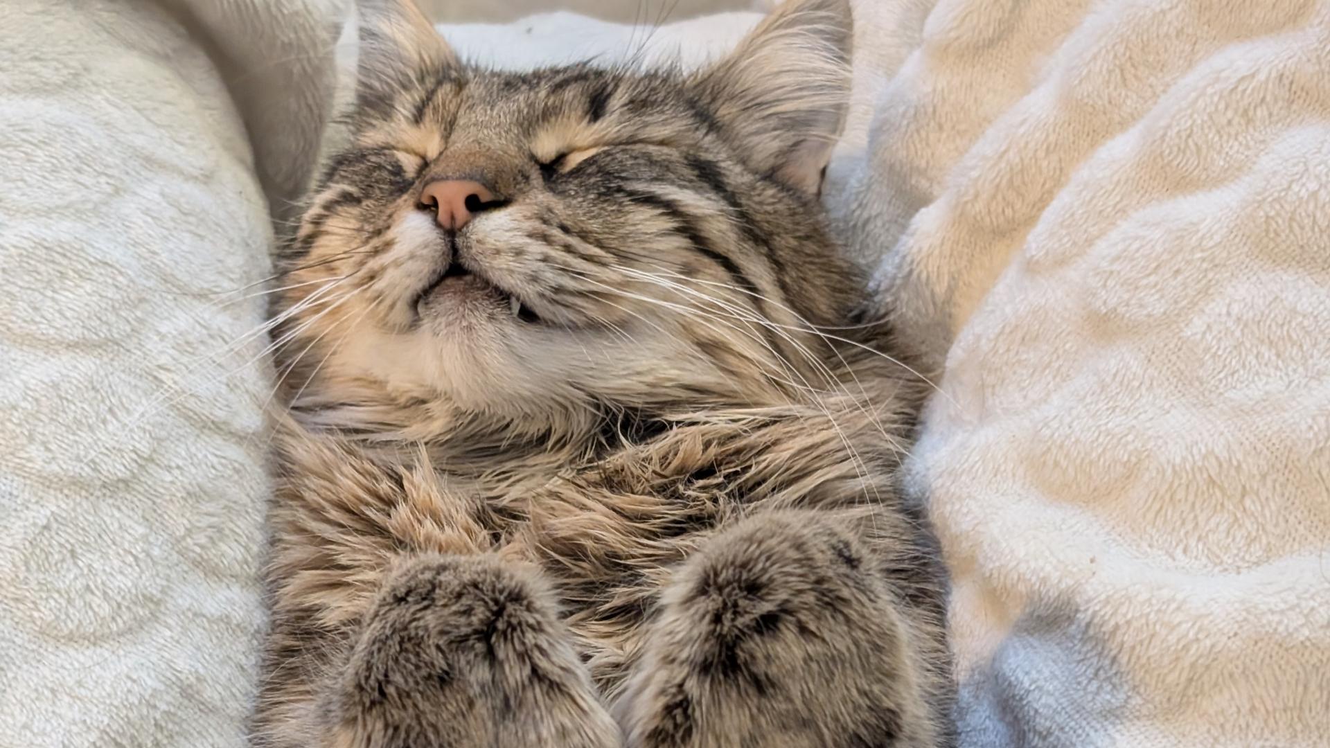 Charlie de kat ligt op zijn rug met zijn pootjes boven zich