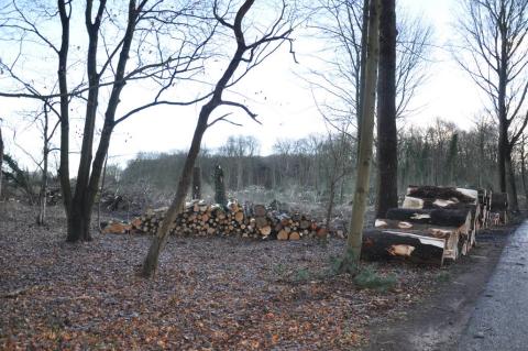 bomenkap_zanderij_2017