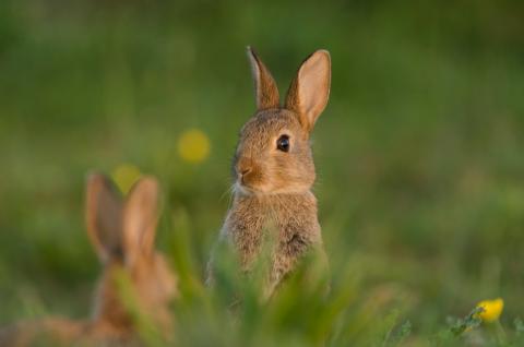 konijn_2.jpg