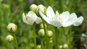 Parnassia 