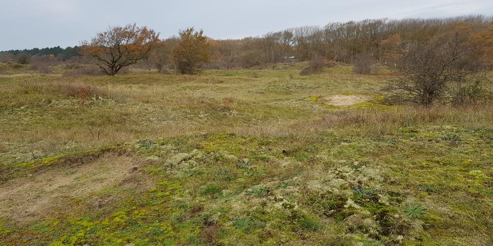 Duinlandschap Melkvlak in het Noordhollands Duinreservaat