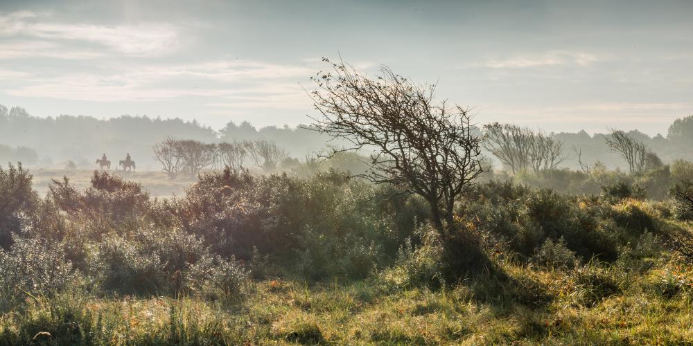 Duinen Castricum