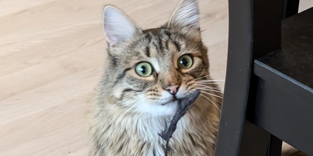 Charlie de kat kijkt speels met een veter in zijn mond