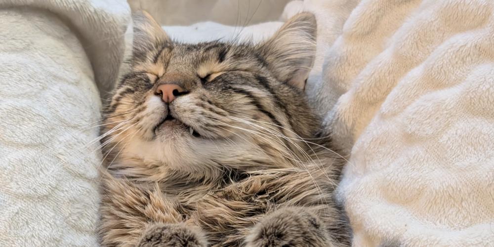 Charlie de kat ligt op zijn rug met zijn pootjes boven zich
