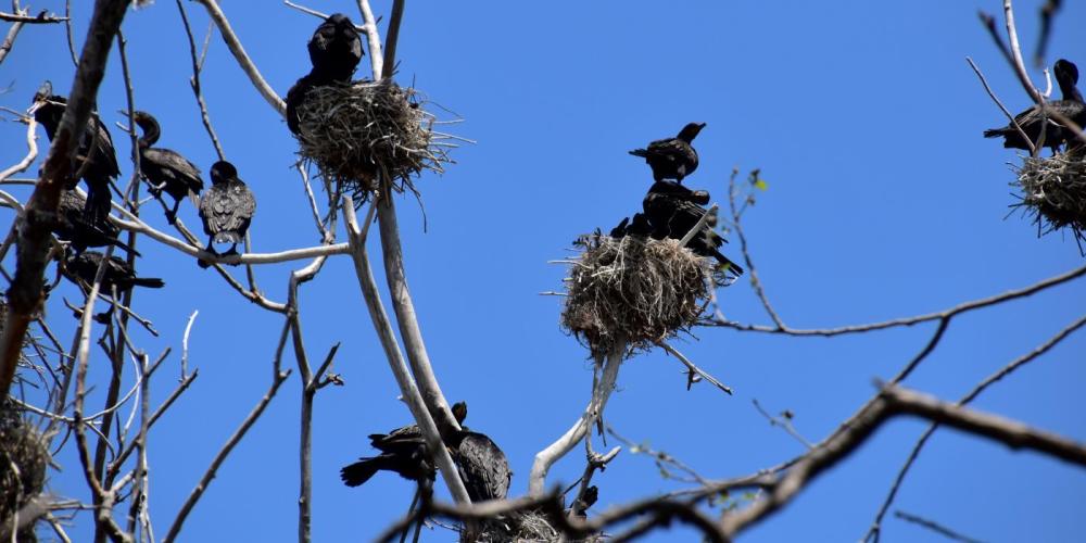 aalscholvers op nest