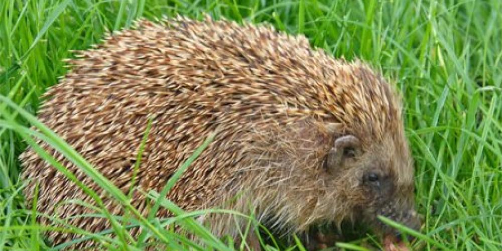 Egel gefotografeerd door Evert-Jan Woudma