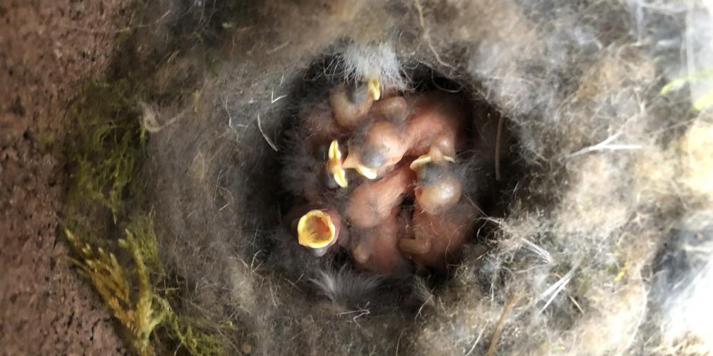 nestbox wisentenhaar