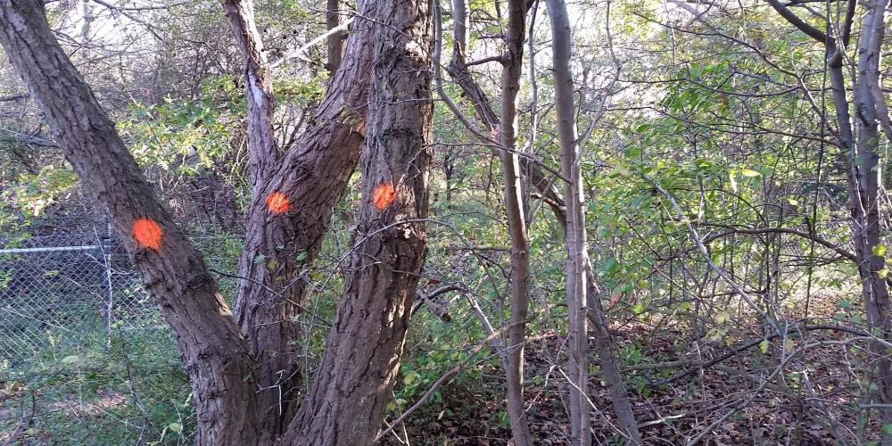 bomen gemerkt met oranje stippen