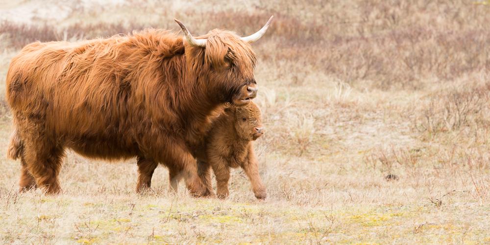 Schotse hooglander met jong, foto gemaakt door boswachter Fred