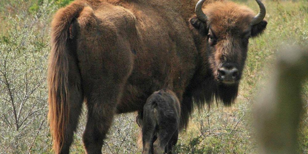 Wisent met kalf in het Kraansvlak Nationaal Park Zuid-Kennemerland