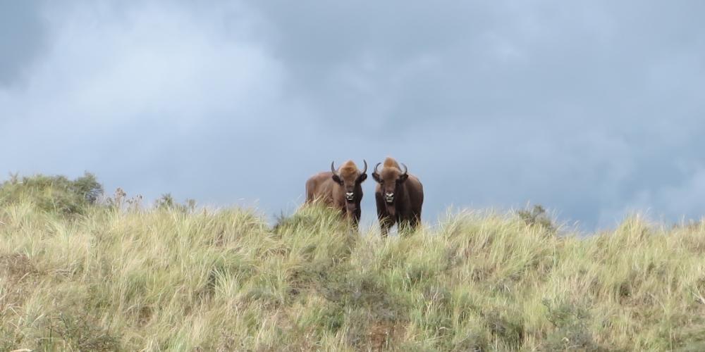 Wisenten in Kraansvlak, Nationaal Park Zuid-Kennemerland