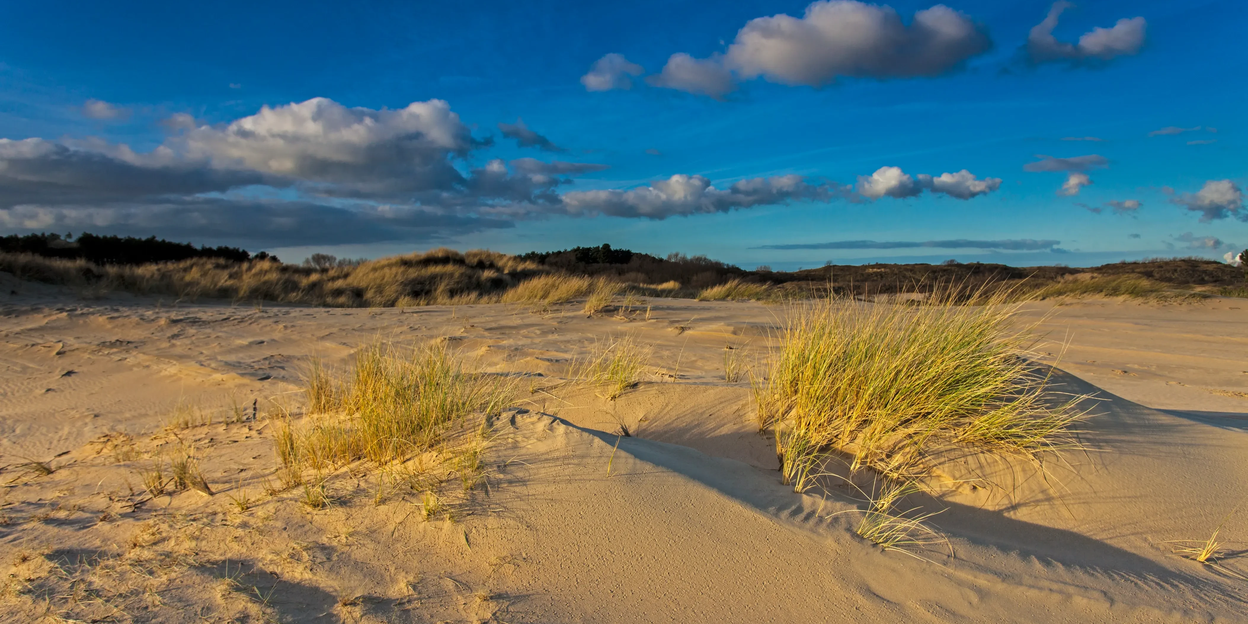 Helmgras in de kennemerduinen Duinlandschap met begroeiing van helmgras en een blauwe lichtbewolkte lucht